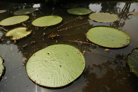 池塘 花园 亚洲 爪哇语 丛林 印度尼西亚语 自然 植物区系