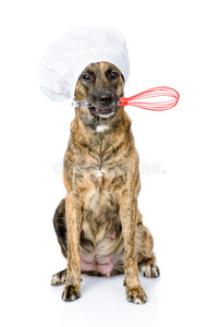 厨师帽子里的狗嘴里拿着一支钢丝搅拌器。 在WHI上被隔离