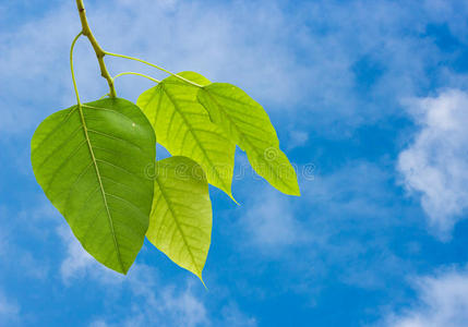 复古形象秋天的树叶在天空上金灿灿的秋叶映在蔚蓝的天空上自然背景