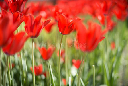 春天田野里美丽的红色郁金香。