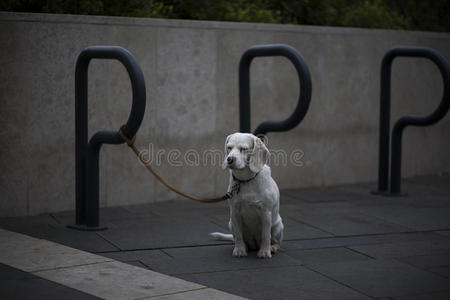 可爱的 犬科动物 动物 渴望 汽车 宠物 猎犬 拥有 皮带