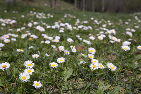 绿色的田野，盛开的白色雏菊