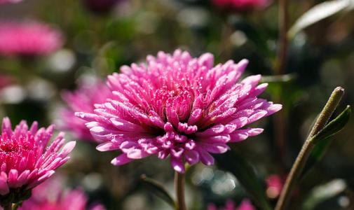 自然 生长 园艺 植物区系 特写镜头 颜色 紫色 花的 春天