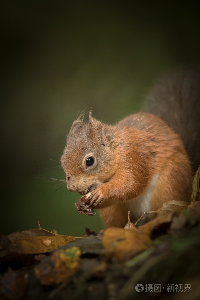 红松鼠缓存榛仁