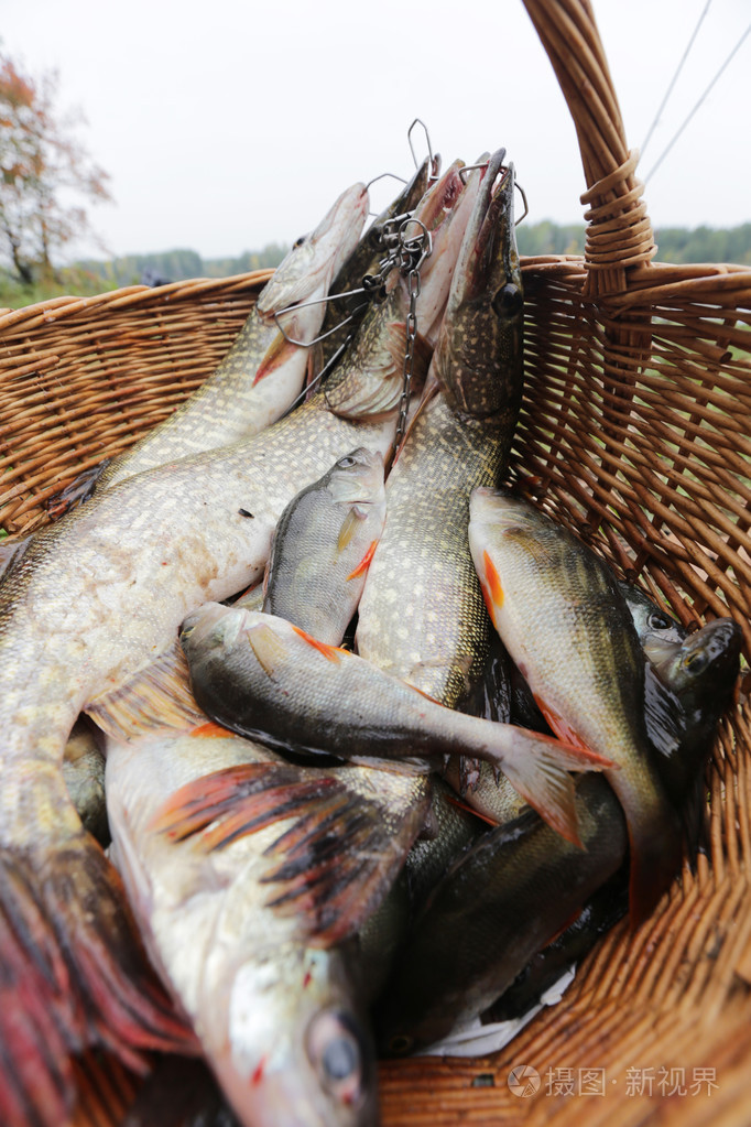 河岸上的新渔获物