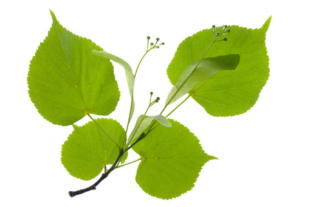 孤立与橡树的树枝叶