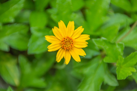 星朵小黄花图片