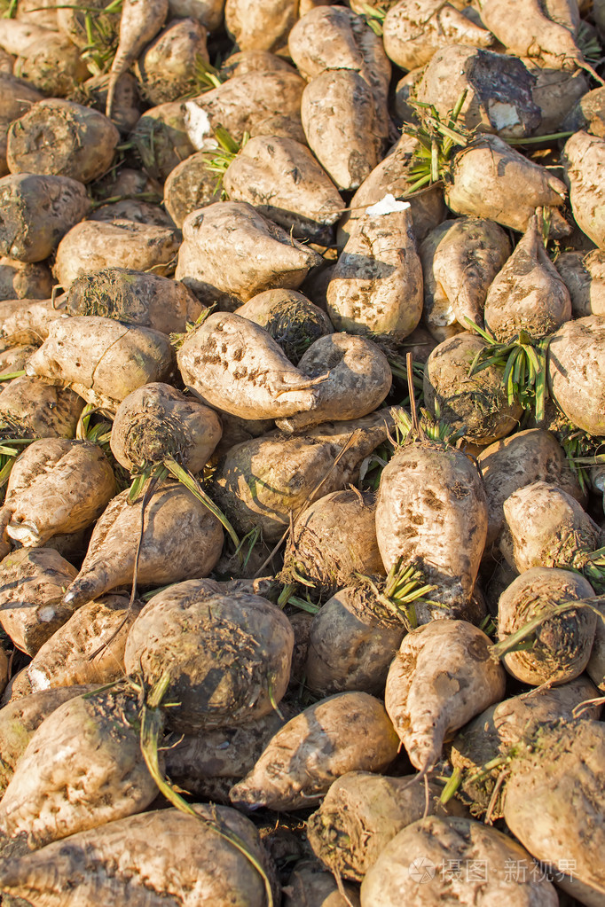 糖用甜菜背景堆的有机糖用甜菜