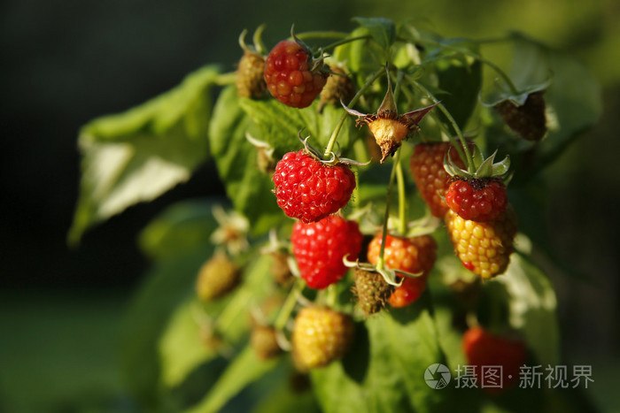 成熟的有机覆盆子在灌木丛中