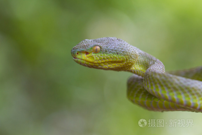 关闭了唇形黄色绿色蝮蛇蛇