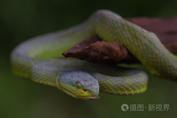 关闭了唇形黄色绿色蝮蛇蛇