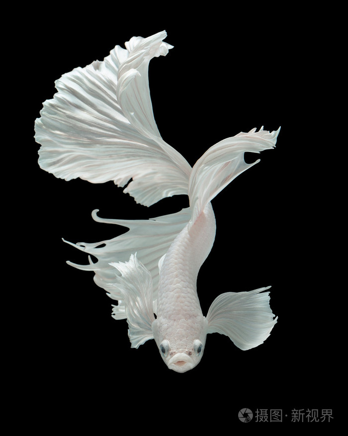 暹罗斗鱼斗鱼照片-正版商用图片1qjac8-摄图新视界