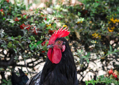 一只黑公鸡的肖像图片