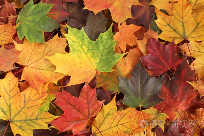 秋天的背景干黄色 绿色 橙色 紫色和红色的枫叶