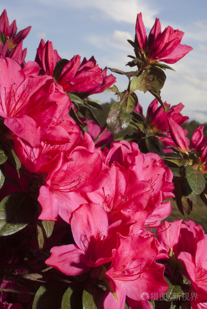 春天绽放的杜鹃