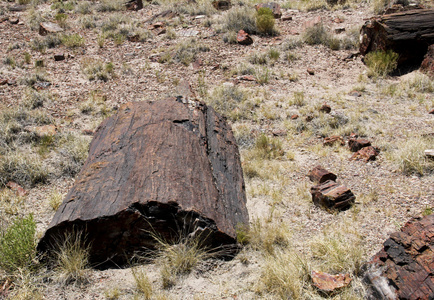 亚利桑那州景观中石化的木材图片