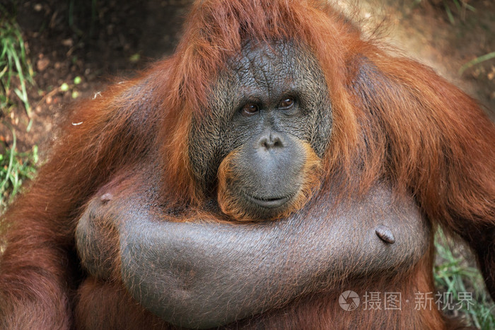 雌性的婆罗洲猩猩照片-正版商用图片1qjtge-摄图新视界