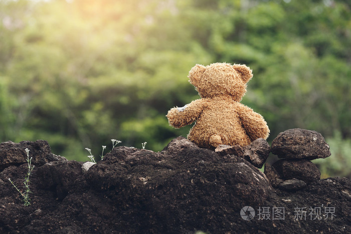 可爱的泰迪熊坐在岩石上在森林