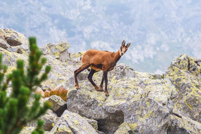 羚羊羚羊carpatica在高塔特拉山波兰