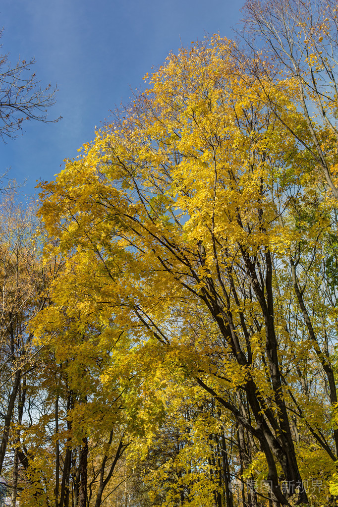 有郁郁葱葱的金色叶子的枫树