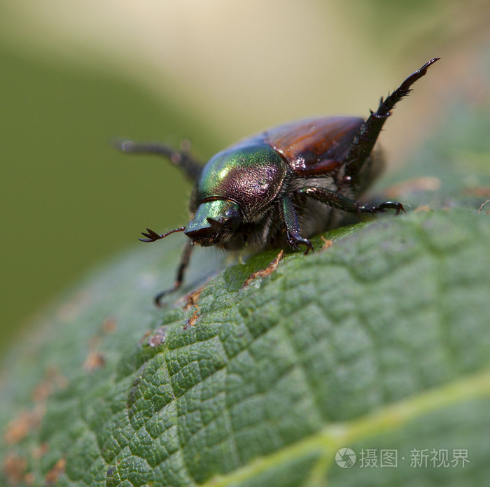 日本甲虫感觉周围照片 正版商用图片1qkgi5 摄图新视界 日本甲虫感觉周围照片 正版商用图片1qkgi5 摄图新视界