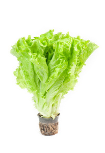 绿色新鲜生菜图片