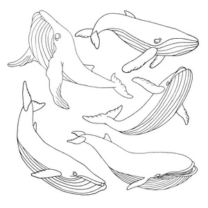 鲸鱼套鲸鱼矢量鲸鱼插图鲸鱼的脸鲸鱼