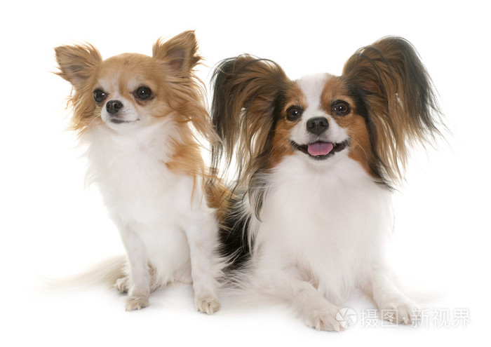 蝴蝶犬和吉娃娃照片 正版商用图片1qkzdi 摄图新视界 蝴蝶犬和吉娃娃照片 正版商用图片1qkzdi 摄图新视界