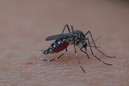 蚊子在吸血的宏照片