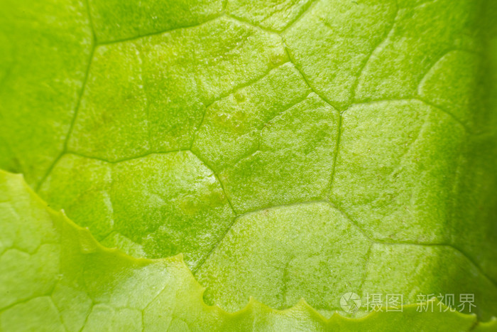 植物叶片纹理表面的宏