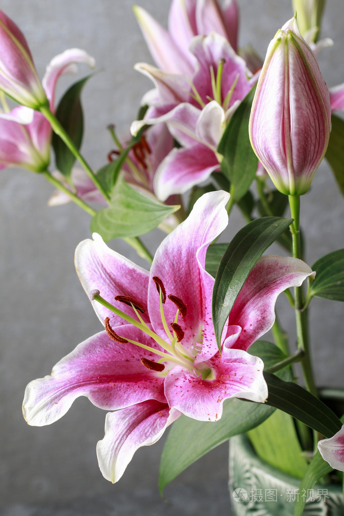 深粉色和红色的百合花