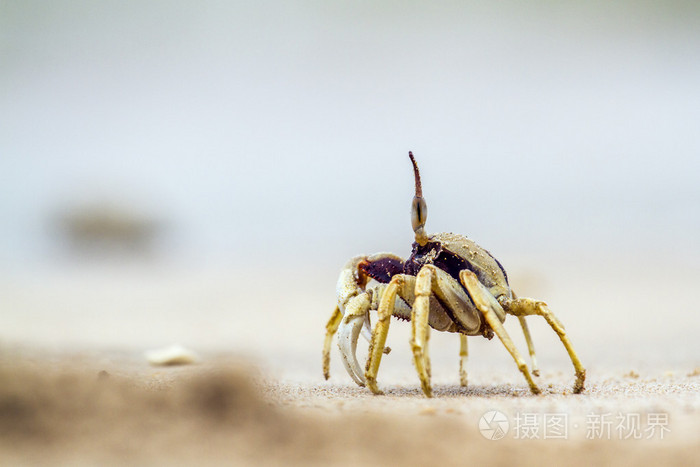 在 Koh 梨木海滩，泰国的角的鬼蟹。