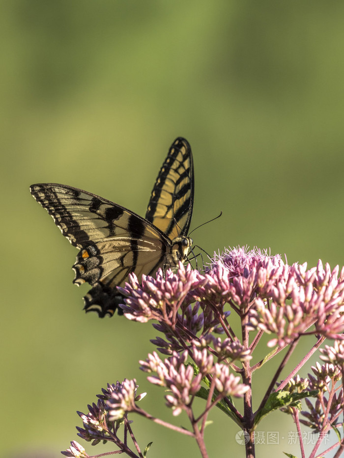东虎凤蝶凤蝶格劳科斯