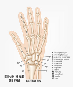 骨头的手和腕关节的解剖图片