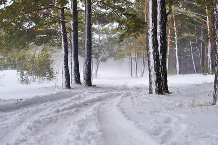 blizzard暴风雪森林松树冬天下雪照片