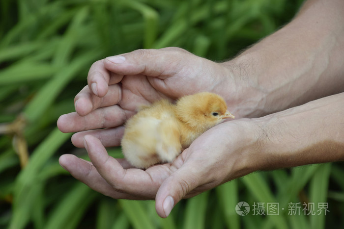 手里拿着鸡人类手中的小新生小鸡