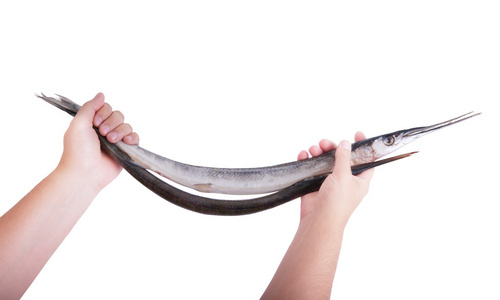 加鱼. 曼的手拿着鱼的背景.照片