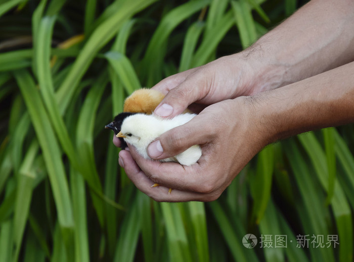 鸡在手在男人的手小的新生小鸡