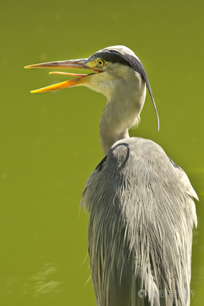 灰鹭阿迪亚西涅雷亚