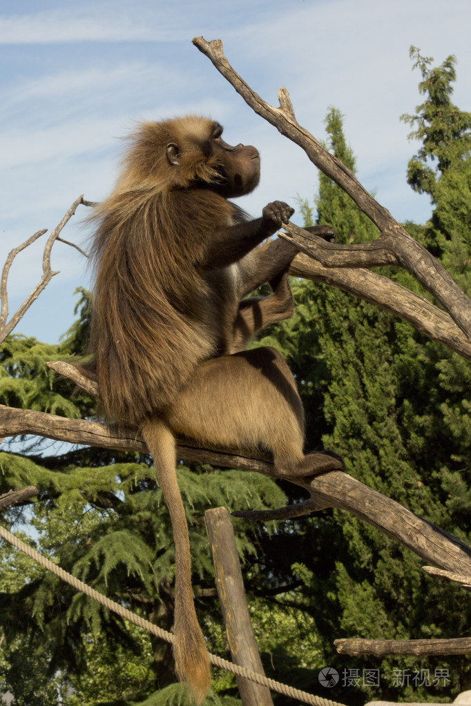 瓜达狒狒theropithecusgelada
