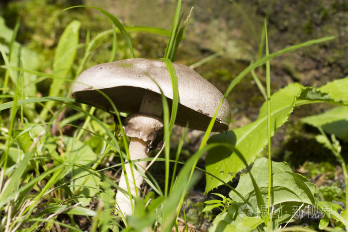在一种草蘑菇