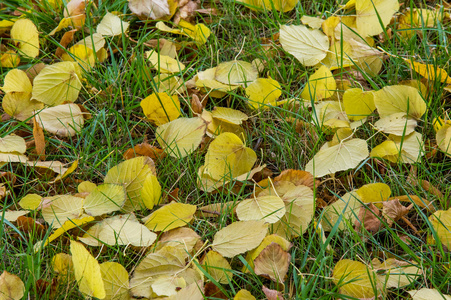 一年中的第三季,庄稼和果实聚拢,树叶落下照片