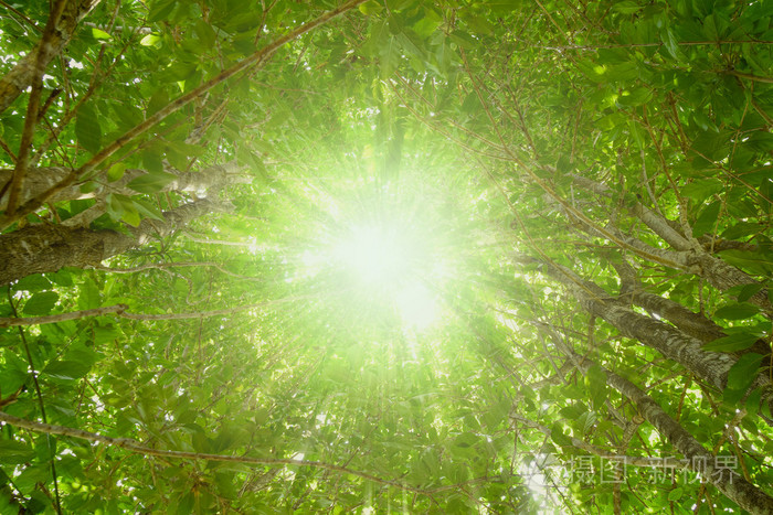 阳光透过树叶树的光线