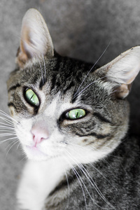 绿眼睛的猫图片