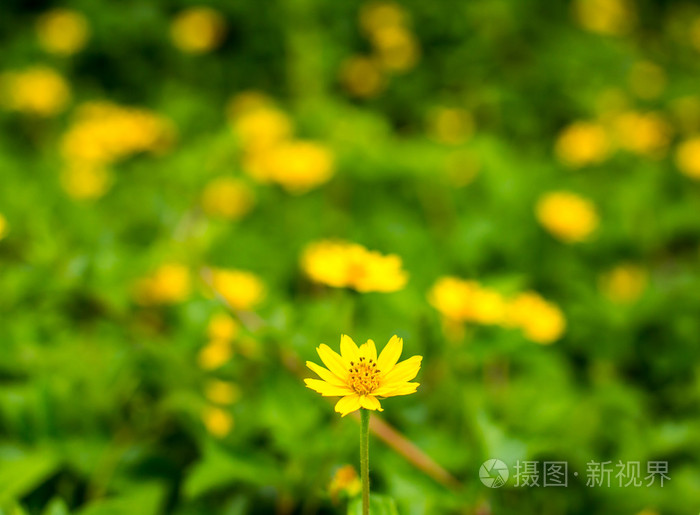 黄色的花朵背景