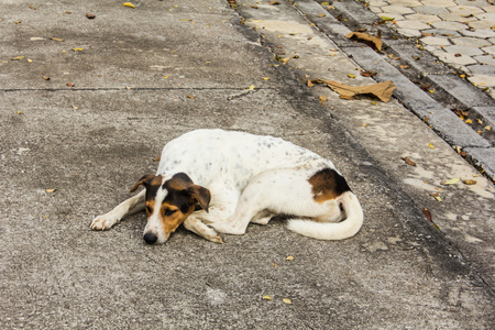 福利吧人犬图片-福利吧人犬素材-福利吧人犬插画-摄图新视界
