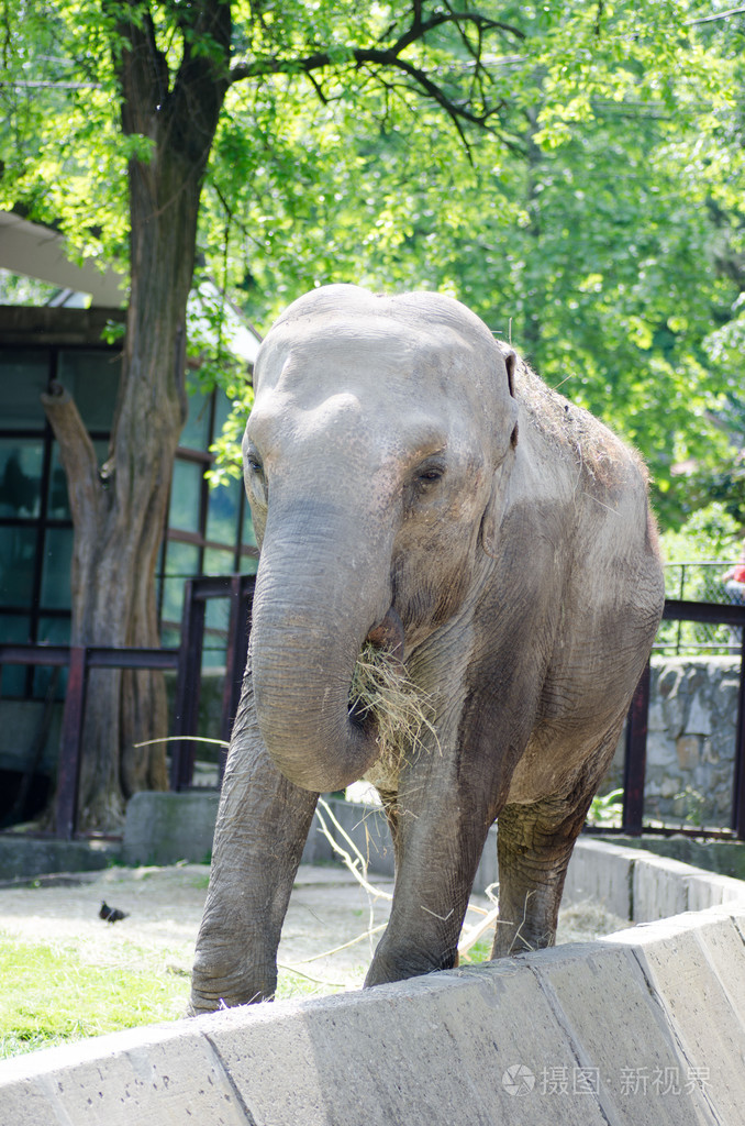 大笨象,灰色皮肤皱纹