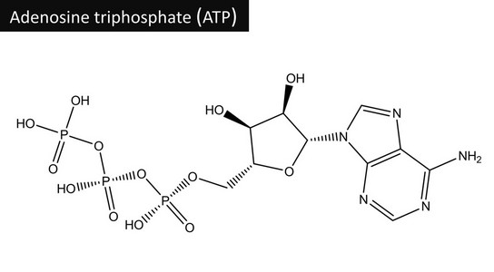 phosporus分子结构三磷酸腺苷(at p)照片
