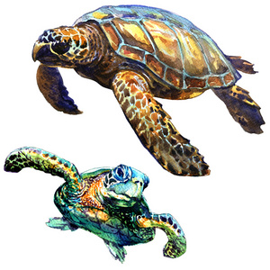 手绘海龟黑色素描,孤立在白色背景上.