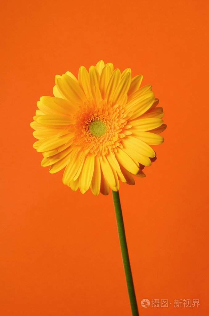 黄色非洲菊菊花花